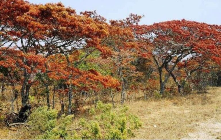 Nuus uit ons Gemeente – Sondag 14 November 2021