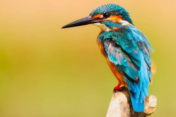 8 Maart 2026 – Erediens Ds Kobus Botha