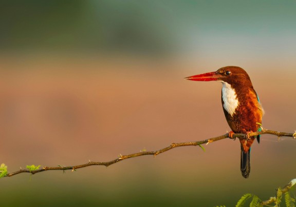 22 Maart 2026 Erediens Ds Kobus Botha