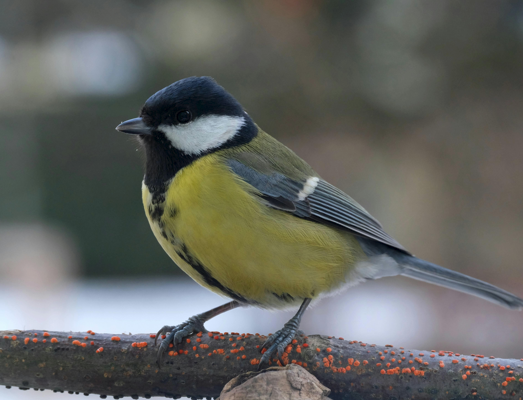 29 Maart 2026 Erediens Ds Kobus Botha