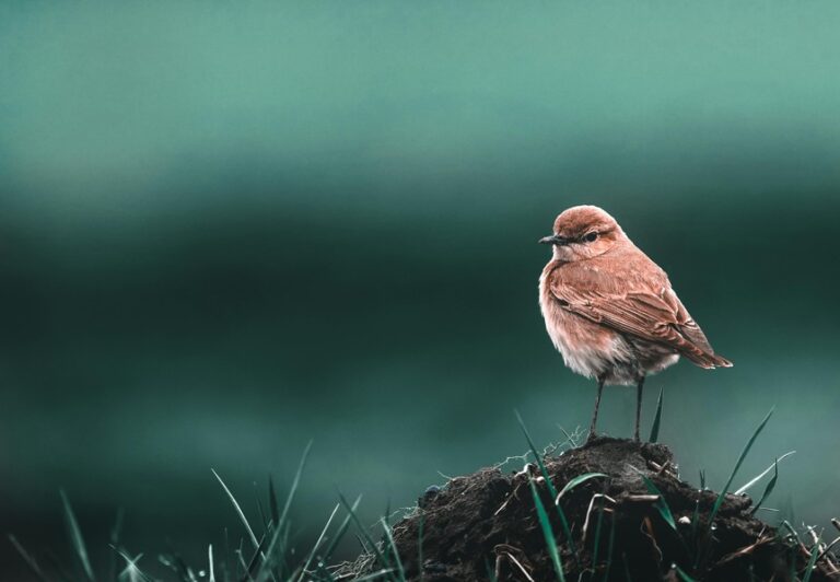 26 April 2026 Erediens Ds Kobus Botha